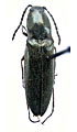 Liotrichus kabakovi