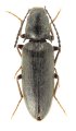 Liotrichus kalabi