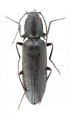 Liotrichus kucerai