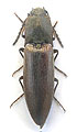 Liotrichus ligneus