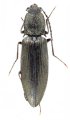 Liotrichus opacicollis