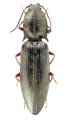 Liotrichus schimmeli