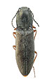 Liotrichus selectus