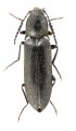 Liotrichus tibetanus