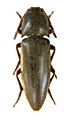 Ludigenus politus