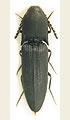 Megapenthes lugens