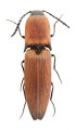 Megapenthes neimongolicus