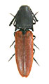 Megapenthes rutilipennis