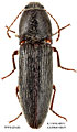 Melanotus acuminatus