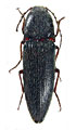Melanotus admirabilis