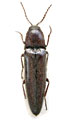 Melanotus ausobskyi