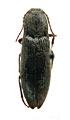 Melanotus barbatus