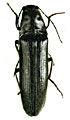 Melanotus bilyi