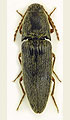 Melanotus binaghii