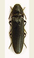 Melanotus castanipes