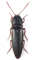 Melanotus crassicollis