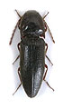 Melanotus dichrous