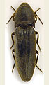 Melanotus dusaneki