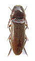 Melanotus fraseri