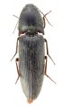 Melanotus grosseri