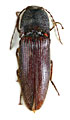 Melanotus hayekae