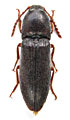 Melanotus heydeni