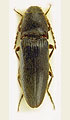 Melanotus hiekei