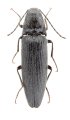 Melanotus incurvus