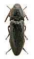 Melanotus jendeki