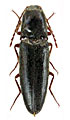 Melanotus kalabzai