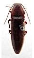 Melanotus kirghizicus