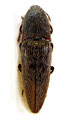 Melanotus maceki