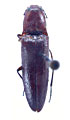 Melanotus notabilis