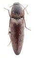 Melanotus paulusi