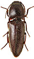 Melanotus punctosus