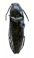 Melanotus rectus