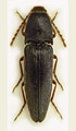 Melanotus spevari