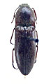 Melanotus stegnus