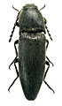 Melanotus tauricola