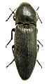 Melanotus tauricola