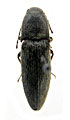 Melanotus tauricola