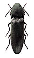 Melanotus tristis