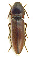 Melanotus vaillanti