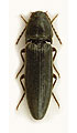 Melanotus villosus