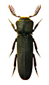 Melasis buprestoides