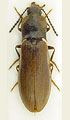 Metanomus infuscatus