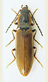 Metanomus infuscatus