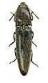 Metriaulacus gobius