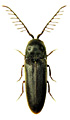 Microrhagus lepidus