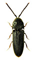 Microrhagus lepidus